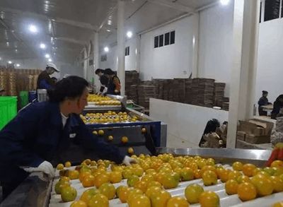 從田園到車間 如何通過(guò)工業(yè)化思維保證農(nóng)產(chǎn)品品質(zhì)的一致性