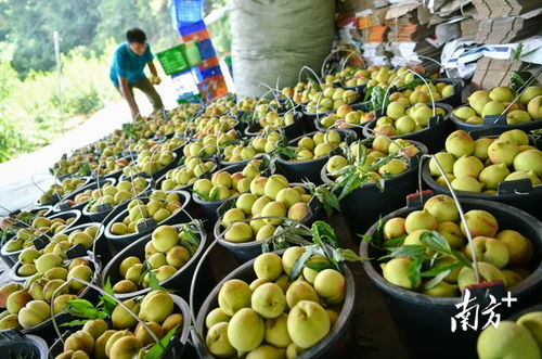 清遠(yuǎn)重塑產(chǎn)業(yè)鏈 破解豐產(chǎn)困局，邁向農(nóng)產(chǎn)品優(yōu)質(zhì)豐收新篇章